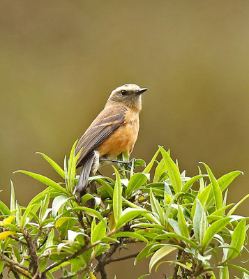 Brown-backed Chat-Tyrant