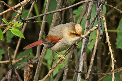 Creamy-crested Spinetail