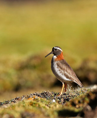 Diademed Sandpiper-Plover