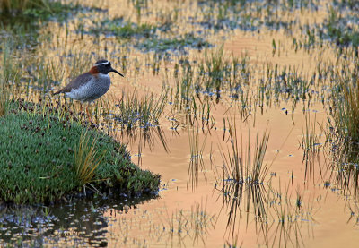 Diademed Sandpiper-Plover