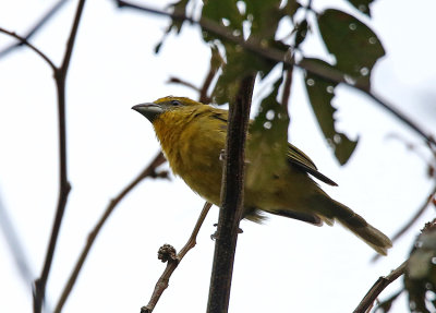 Tooth-billed Tanager