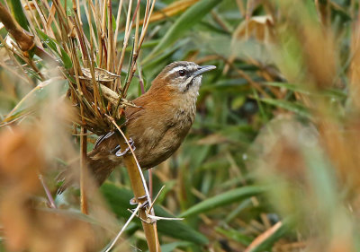 Mantaro Wren