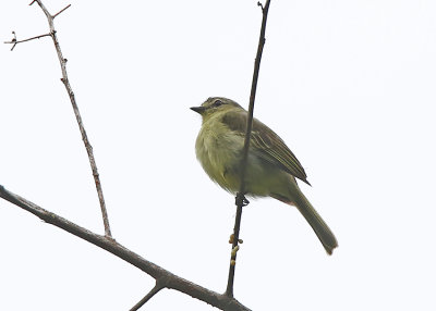 Peruvian Tyrannulet