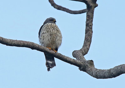 Plumbeous Kite