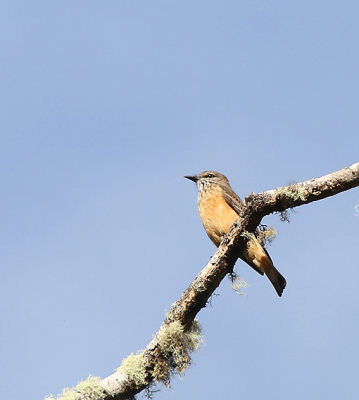 Streak-throated Bush-Tyrant