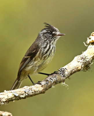 Tufted Tit-Tyrant