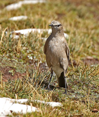 White-fronted Ground-Tyrant