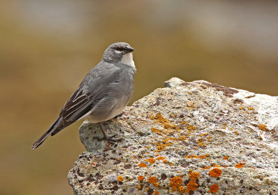 White-winged Diuca-Finch