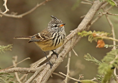 Yellow-billed Tit-Tyrant