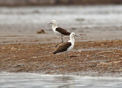 Andean Avocet