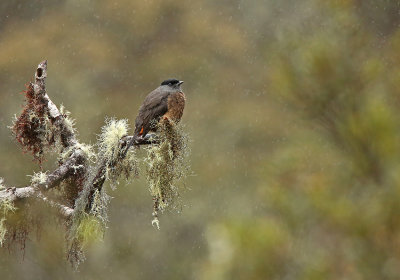 Bay-vented Cotinga