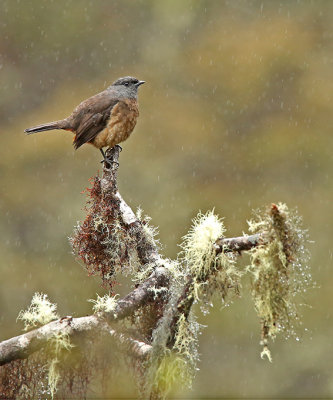 Bay-vented Cotinga