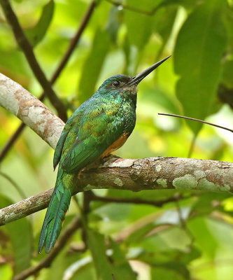 Bluish-fronted Jacamar