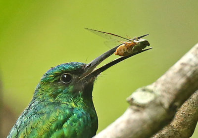 Kingfishers and Jacamars