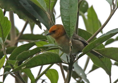 Brown-flanked Tanager