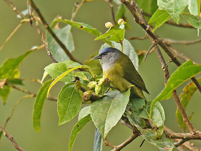 Capped Conebill