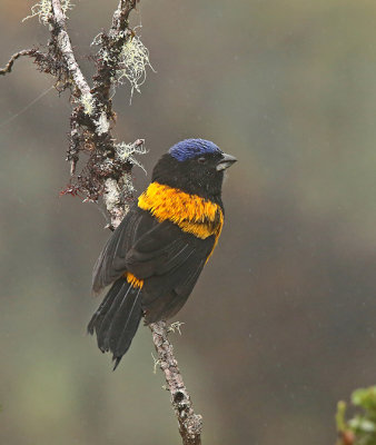 Golden-backed Mountain-Tanager