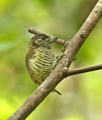 Lafresnaye's Piculet