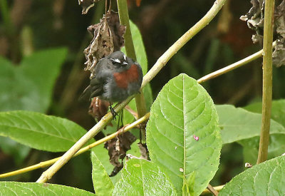 Maroon-belted Chat-Tyrant