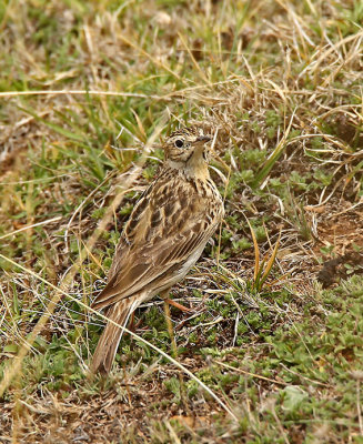 Puna Pipit