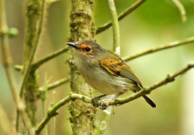 Rusty-fronted Tody-Flycatcher