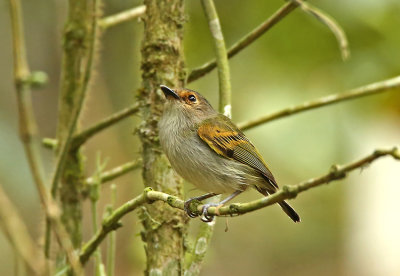 Rusty-fronted Tody-Flycatcher