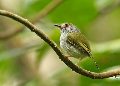 White-bellied Pygmy-Tyrant