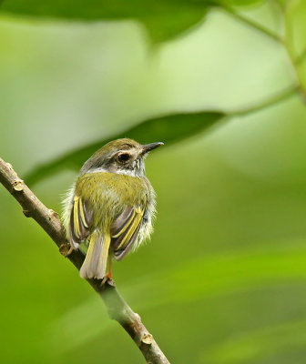 White-bellied Pygmy-Tyrant