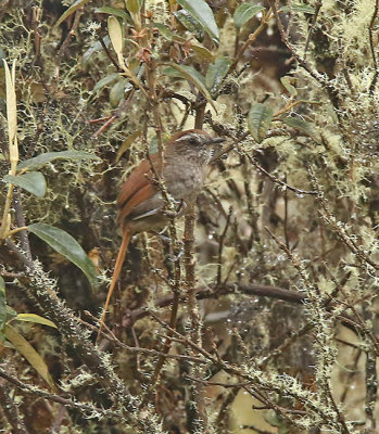 White-chinned Thistletail