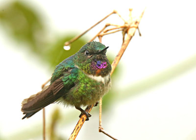 Amethyst-throated Sunangel