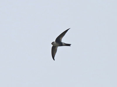 Andean Swift