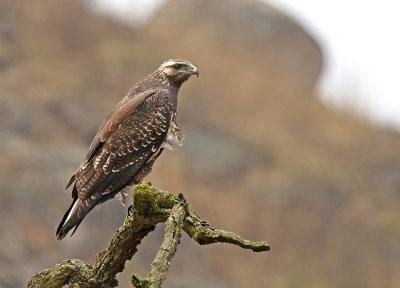 Black-chested Buzzard-Eagle