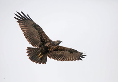 Black-chested Buzzard-Eagle