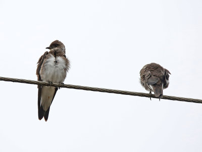 Brown-chested Martin