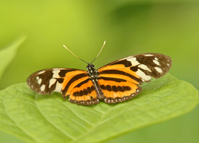 Butterfly Carpish