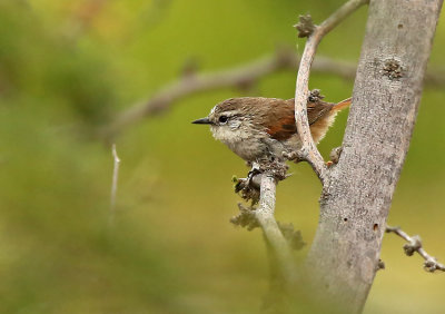 Chao Spinetail