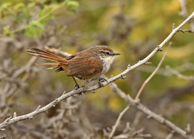 Chao Spinetail