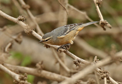 Cinereous Conebill