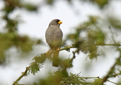 Cinereous Finch