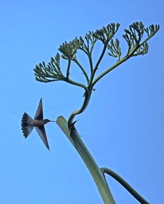 Giant Hummingbird