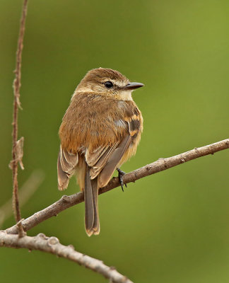 Bran-colored Flycatcher