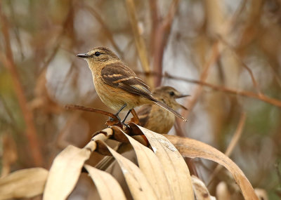 Bran-colored Flycatcher