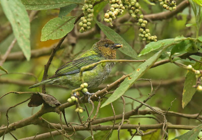 Silver-backed Tanager