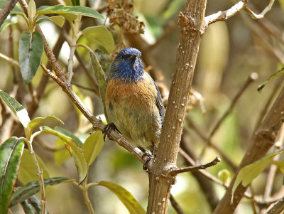 Tit-like Dacnis