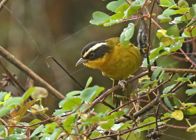 White-browed Hemispingus