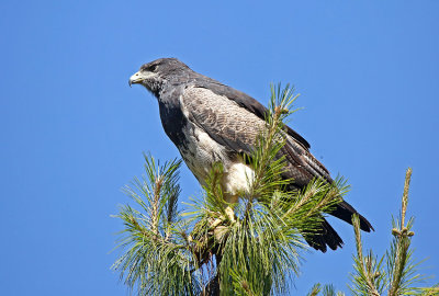 Black-chested Buzzard-Eagle