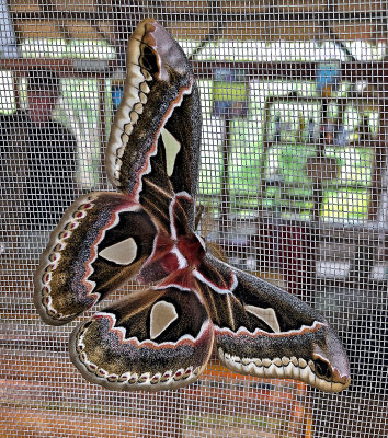 Moth Jorupe.jpg