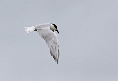 Gull-billed Tern