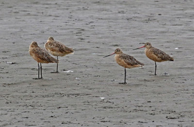 Marbled Godwit