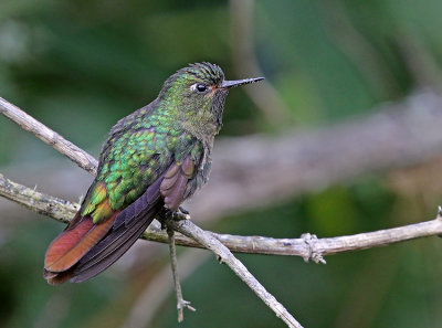 Tyrian Metaltail